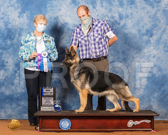 German Shepherd Dog #45 Fri BOW Maj Judge Karen Hynek_SR_6600_GlnRs21_HR3