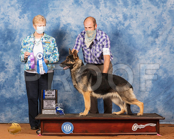 German Shepherd Dog #45 Fri BOW Maj Judge Karen Hynek_SR_6604_GlnRs21_HR3