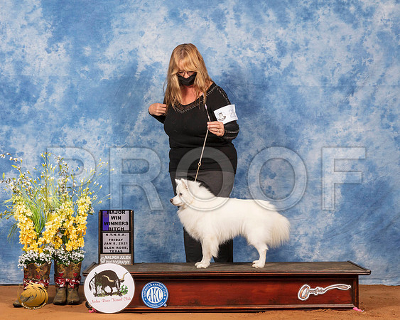 American Eskimo #22 Fri WBMaj Judge Inge Semenschin_SR_6664_GlnRs21_HR3