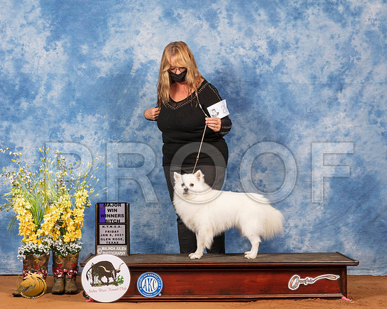 American Eskimo #22 Fri WBMaj Judge Inge Semenschin_SR_6667_GlnRs21_HR3