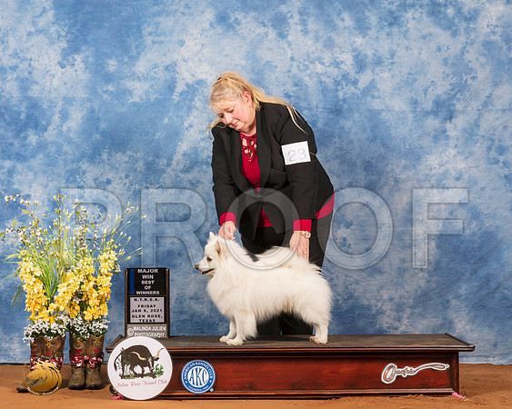 American Eskimo #23 Fri BOW Maj Judge Inge Semenschin_SR_6660_GlnRs21_HR3