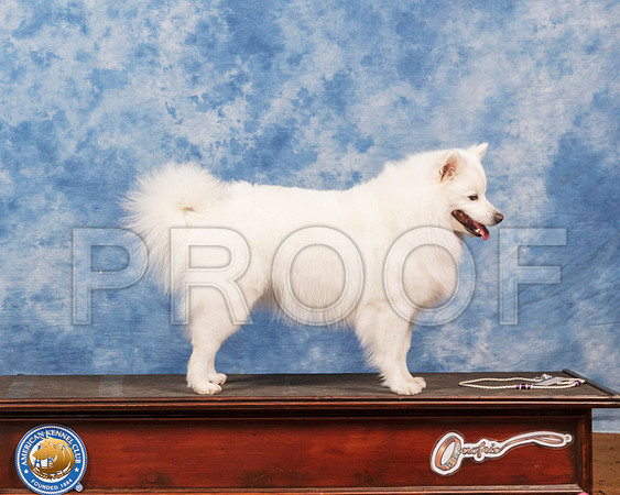American Eskimo #6 Fri_SR_6682_GlnRs21_HR3