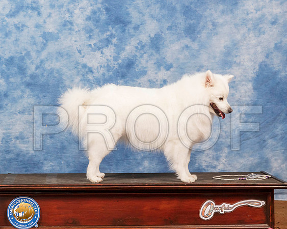 American Eskimo #6 Fri_SR_6684_GlnRs21_HR3
