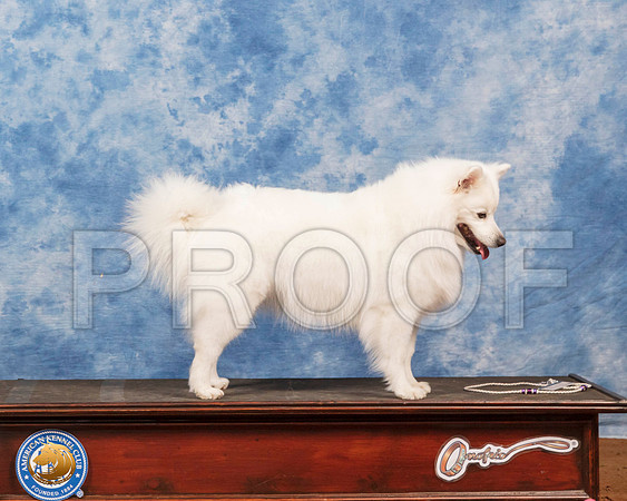 American Eskimo #6 Fri_SR_6683_GlnRs21_HR3