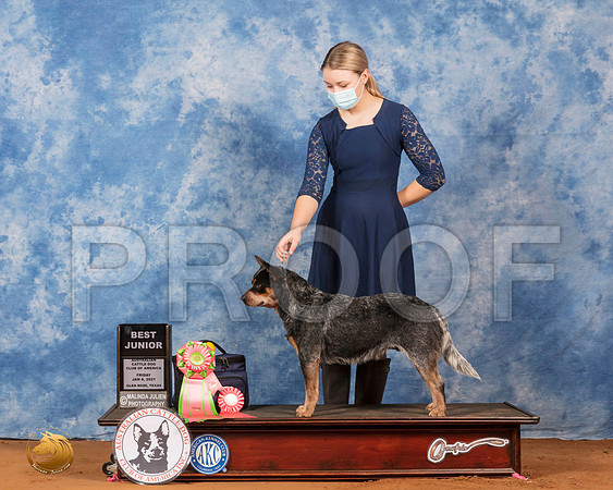 Australian Cattle Dog #J611 Fri BJr Judge Sam Houston_SR_6655_GlnRs21_HR3