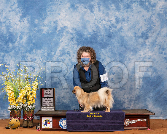 Tibetan Spaniel #22 Fri BOS Maj Judge Inge Semenschin_SR_6686_GlnRs21_HR3