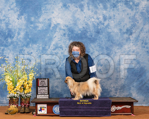 Tibetan Spaniel #22 Fri BOS Maj Judge Inge Semenschin_SR_6687_GlnRs21_HR3