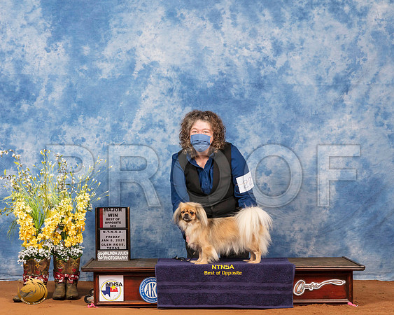 Tibetan Spaniel #22 Fri BOS Maj Judge Inge Semenschin_SR_6690_GlnRs21_HR3