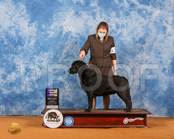 Labrador Retriever #71 Sat WDMaj Judge Carl Liepmann_SR_6938_GlnRs21_HR3