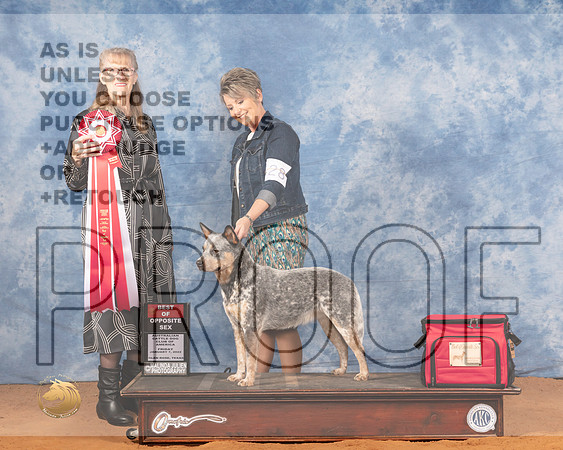 Australian Cattle Dog #28 Fri BOS Judge Nancy SimmonsMMJ_8713_NRKC2022_HR3