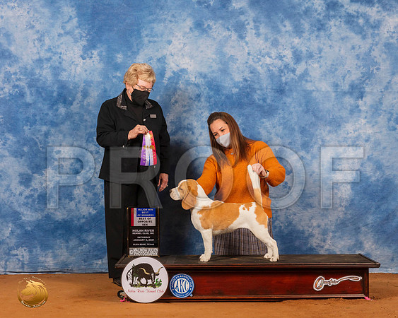 Beagle 15 #6 Sat BOWMaj Judge Judith Brown_SR_6998_GlnRs21_HR3