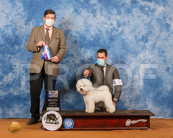 Bichon Frise #17 Sat BOW Maj Judge Jim Fehring_SR_7067_GlnRs21_HR3