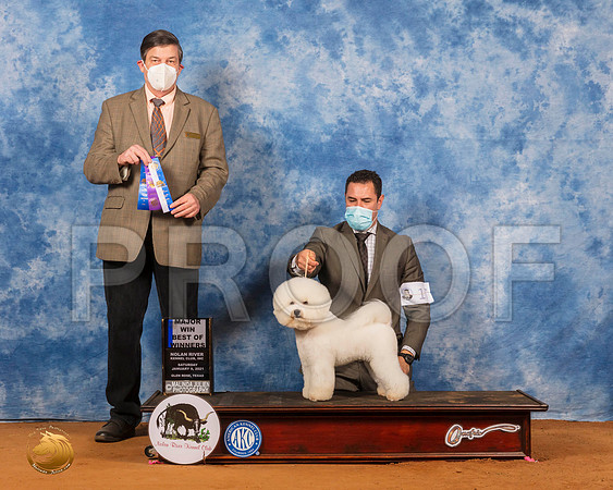 Bichon Frise #17 Sat BOW Maj Judge Jim Fehring_SR_7071_GlnRs21_HR3