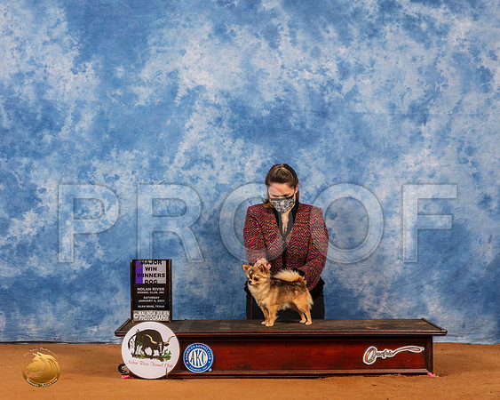 Chihuahua Long Coat #17 Sat WDMaj Judge Wanda Spediacci_SR_7075_GlnRs21_HR3