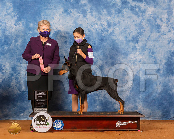 Doberman Pinscher #J102 BJr Judge Terry Dennison_SR_7023_GlnRs21_HR3