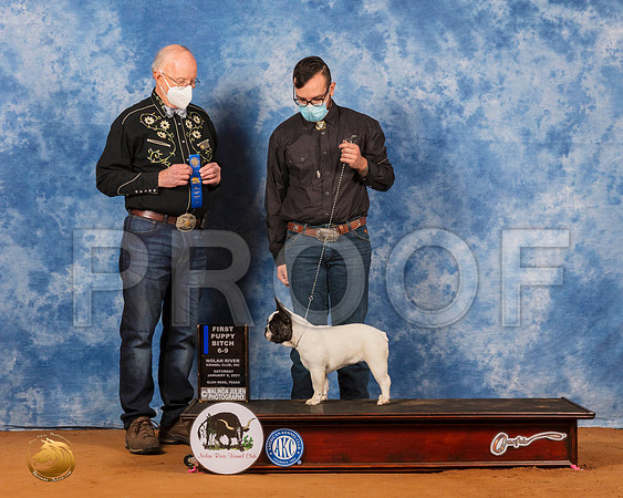 French Bulldog #32 Sat 6to91 Judge Ronald Horn_SR_6995_GlnRs21_HR3