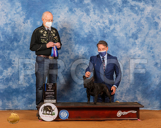 French Bulldog #39 Sat NCh Judge Ronald Horn_SR_7050_GlnRs21_HR3