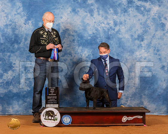 French Bulldog #39 Sat NCh Judge Ronald Horn_SR_7054_GlnRs21_HR3