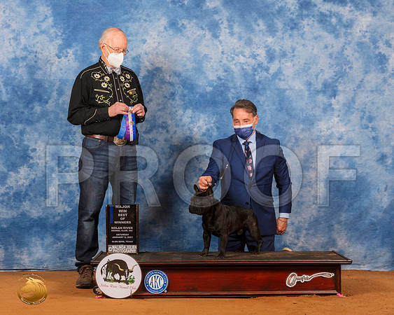 French Bulldog #39 Sat NCh Judge Ronald Horn_SR_7055_GlnRs21_HR3