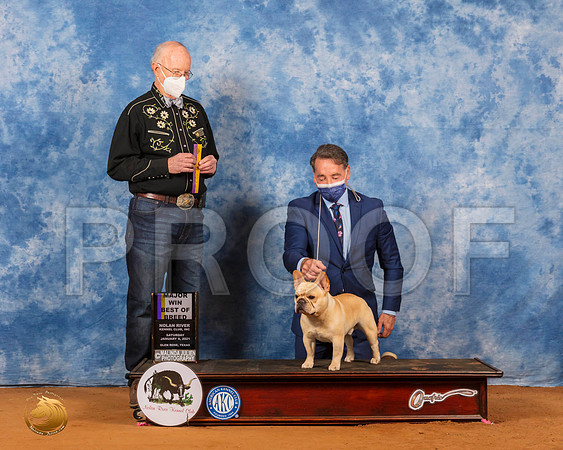 French Bulldog #57 Sat BOB Judge Ronald Horn_SR_7062_GlnRs21_HR3