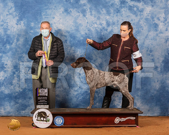 German Shorthaired Pointer #9 Sat BOWMaj Judge Desmond Murphy_SR_7086_GlnRs21_HR3