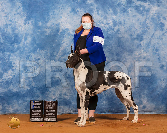 Great Dane #18 Sat BOWMajNCh Judge Carolyn Herbel_SR_7040_GlnRs21_HR3