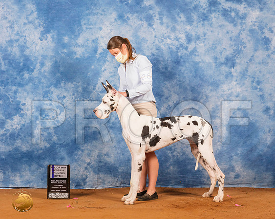 Great Dane #26 Sat RWBMaj Judge Carolyn Herbel_SR_7043_GlnRs21_HR3