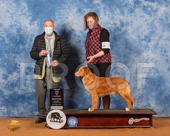 Nova Scotia Duck Tolling Retriever #17 Sat BOWMaj Judge Desmond Murphy_SR_7081_GlnRs21_HR3