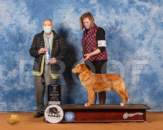 Nova Scotia Duck Tolling Retriever #17 Sat BOWMaj Judge Desmond Murphy_SR_7082_GlnRs21_HR3
