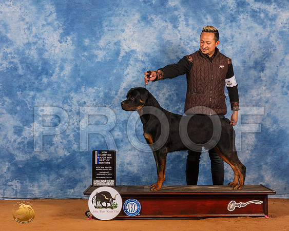 Rottweiler #21 Sat BOW Maj Judge Wanda Spediacci_SR_7011_GlnRs21_HR3