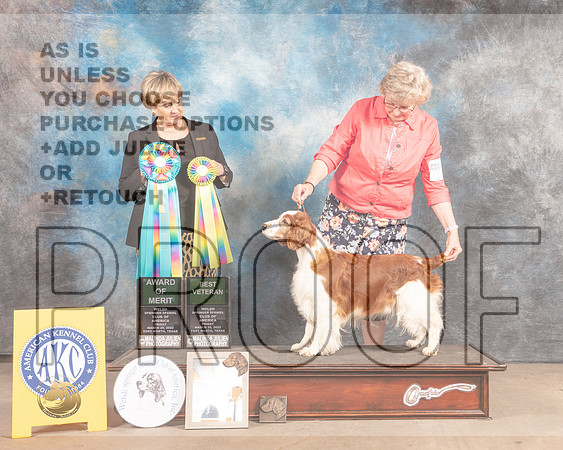 Welsh Springer Spaniel #40 Fri AOM Judge Peggy Beisel McIlwainer-MMJ_7836-FW2022-HR3