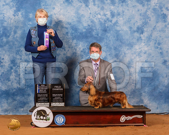 Dachshund Long Haired #7 Sat WD Judge Debra Thornton_SR_7215_GlnRs21_HR3