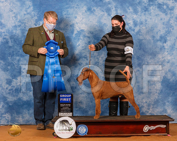 Irish Terrier #5 Sat G1 Judge Harold Tatro_SR_7650_GlnRs21_HR3