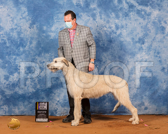 Irish Wolfhound #14 Sat BOB Judge Judith Brown_SR_7257_GlnRs21_HR3