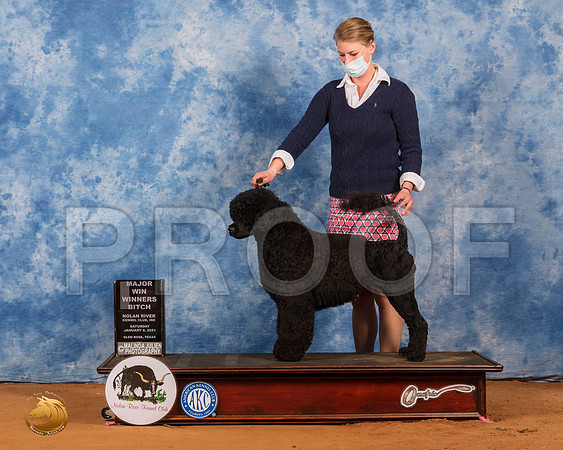 Portuguese Water Dog #16 Sat WB Judge Dr Donald Gill_SR_7249_GlnRs21_HR3