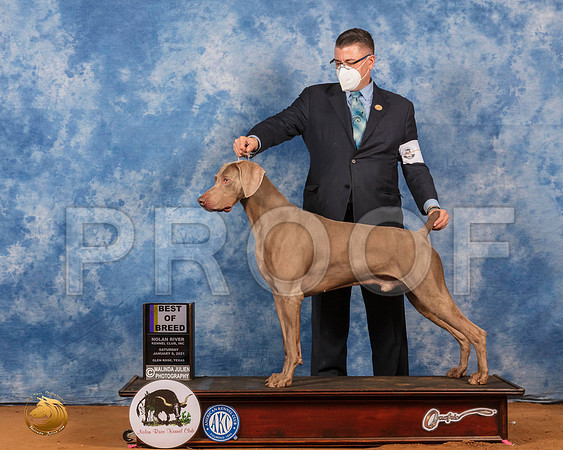 Weimaraner #5 Sat BOB Judge Jim Fehring_SR_7615_GlnRs21_HR3