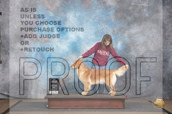 Golden Retriever #108 Fri BJr Judge Jon Julien__JP_2373_LongviewTX_2024_HR3