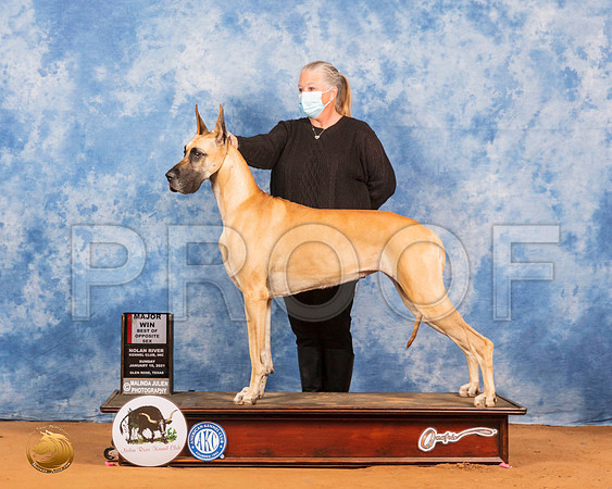 Great Dane #10 Sat BOS Judge Carolyn Herbel_SR_7744_GlnRs21_HR3