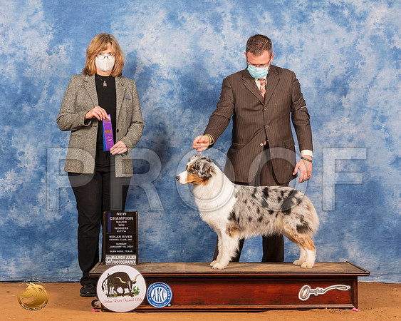 Australian Shepherd #66 Sun WB Judge Danelle Brown_SR_7872_GlnRs21_HR3