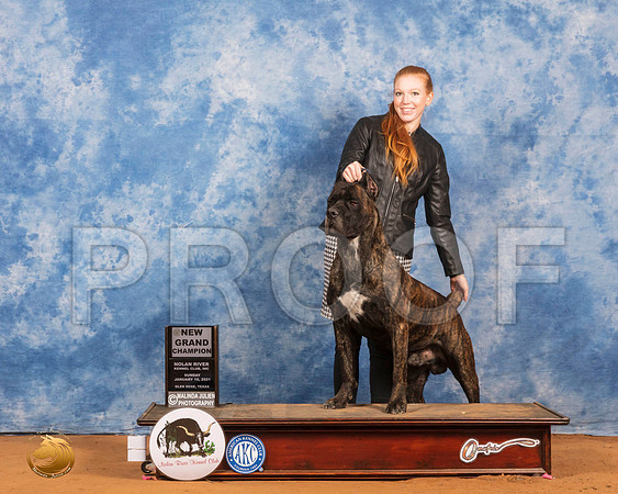 Cane Corso Sun Custom_SR_7888_GlnRs21_HR3