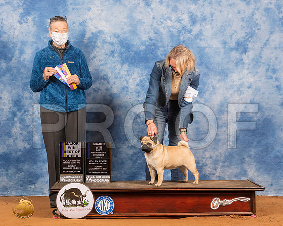 Pug #16 Sun BOB Judge Carolyn Herbel_SR_7805_GlnRs21_HR3