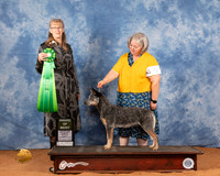 Australian Cattle Dog #5 Fri AOM Judge Nancy Simmons