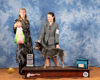 Australian Cattle Dog #J606 BJr Judge Nancy Simmons