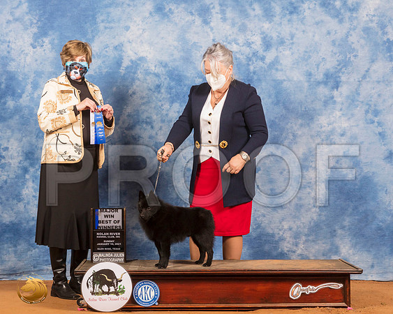 Schipperkee #? Sun WD Judge Wanda Spediacci_SR_8110_GlnRs21_HR3