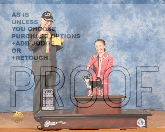 Chihuahua Smooth #J604 Fri BJr Judge Johnny ShoemakerMMJ_8605_NRKC2022_HR3