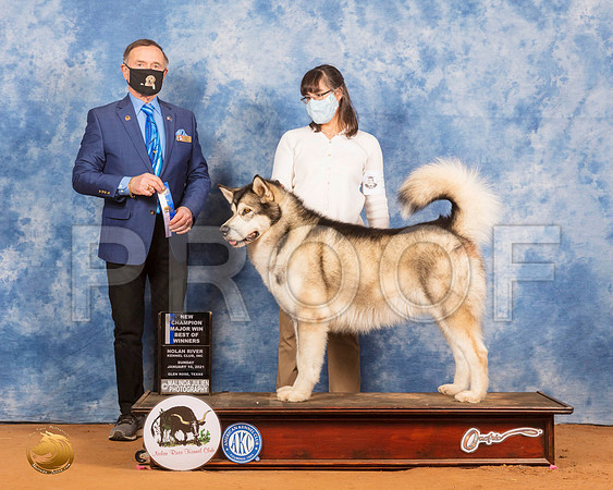 Alaskan Malamute #15 Sun BOW Judge Carl Leipmann_SR_8320_GlnRs21_HR3