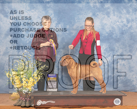 Chinese Shar Pei #12 Fri BOB Judge Doris CozartMMJ_8770_NRKC2022_HR3