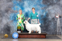 Clumber Spaniel #8 Sun G3 Judge Jill Warren