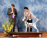 Dalmatian #8 Fri BOB Judge Johnny Shoemaker