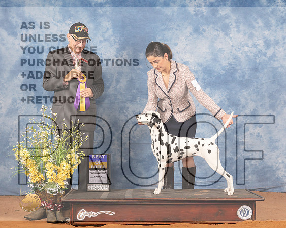 Dalmatian #8 Fri BOB Judge Johnny ShoemakerMMJ_8801_NRKC2022_HR3